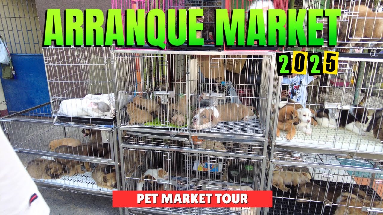 [4K] ARRANQUE PET MARKET TOUR & STREET FOOD AT RECTO EVANGELISTA MANILA
