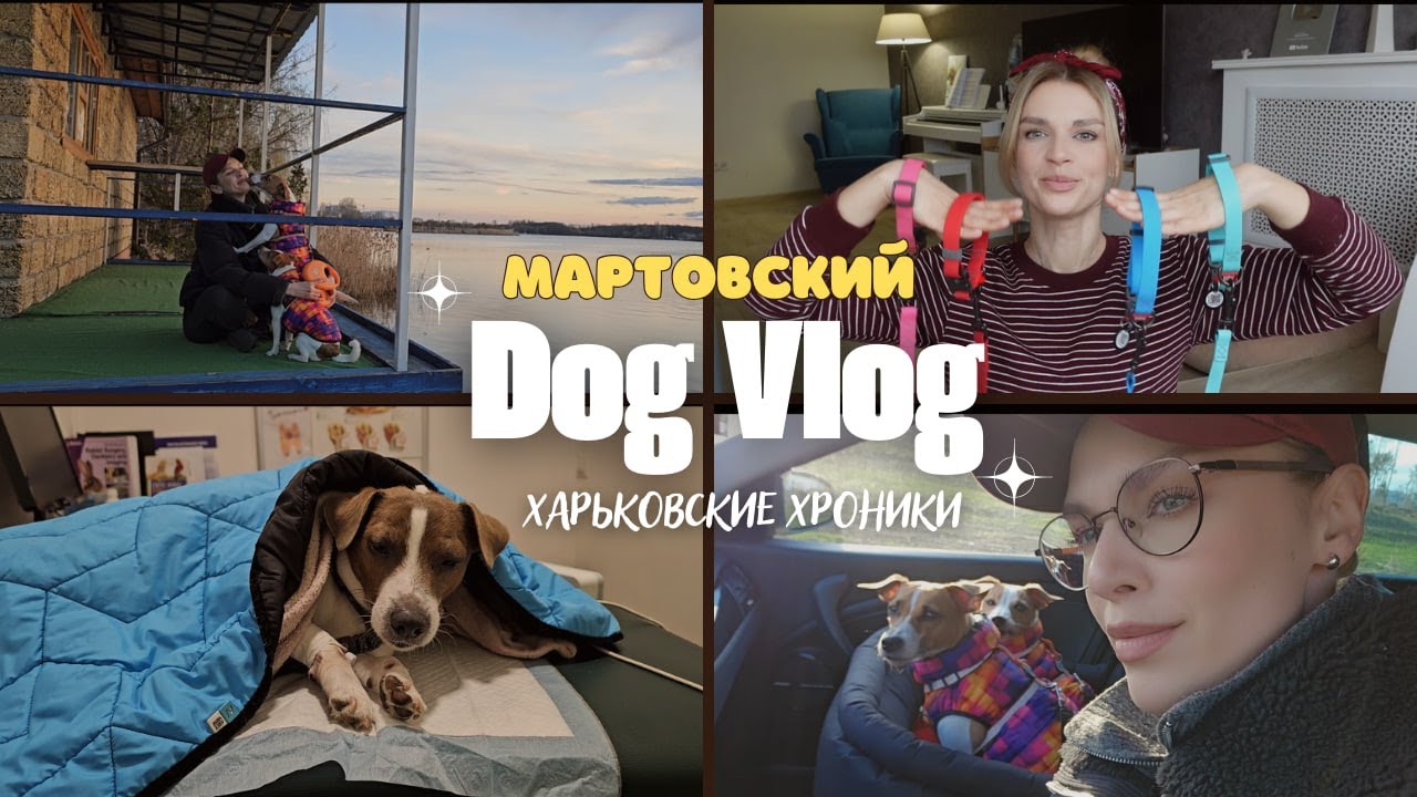 Dog Vlog/Март: Разбор Одежды и Аммуниции Собак, Операция Лео, Выбор Переноски,Рассада На Балконе