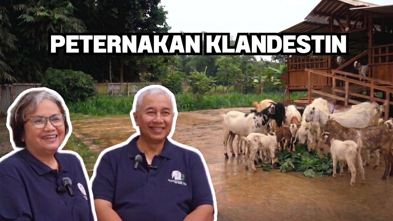 Differences Between Etawa, Saanen, and Sapera Goats and Their Milk Yields