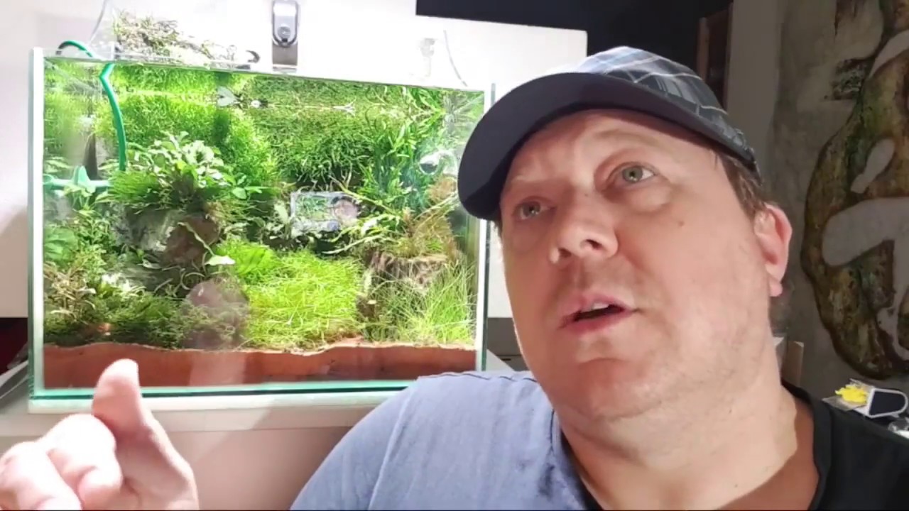 Wasserwechsel Im Aquarium; Warum, Wann, Wie viel und ob Überhaupt