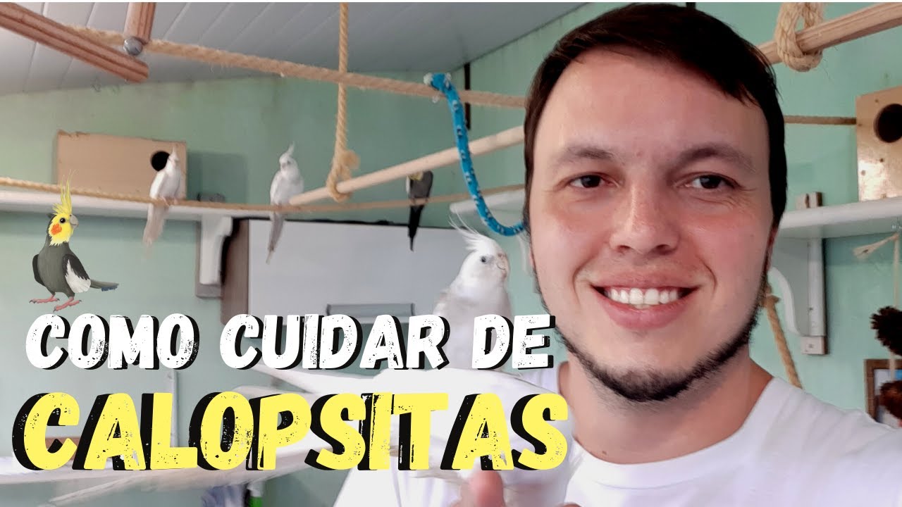 DICAS PARA QUEM COMPROU UMA CALOPSITA - COMO CUIDAR DE CALOPSITAS?