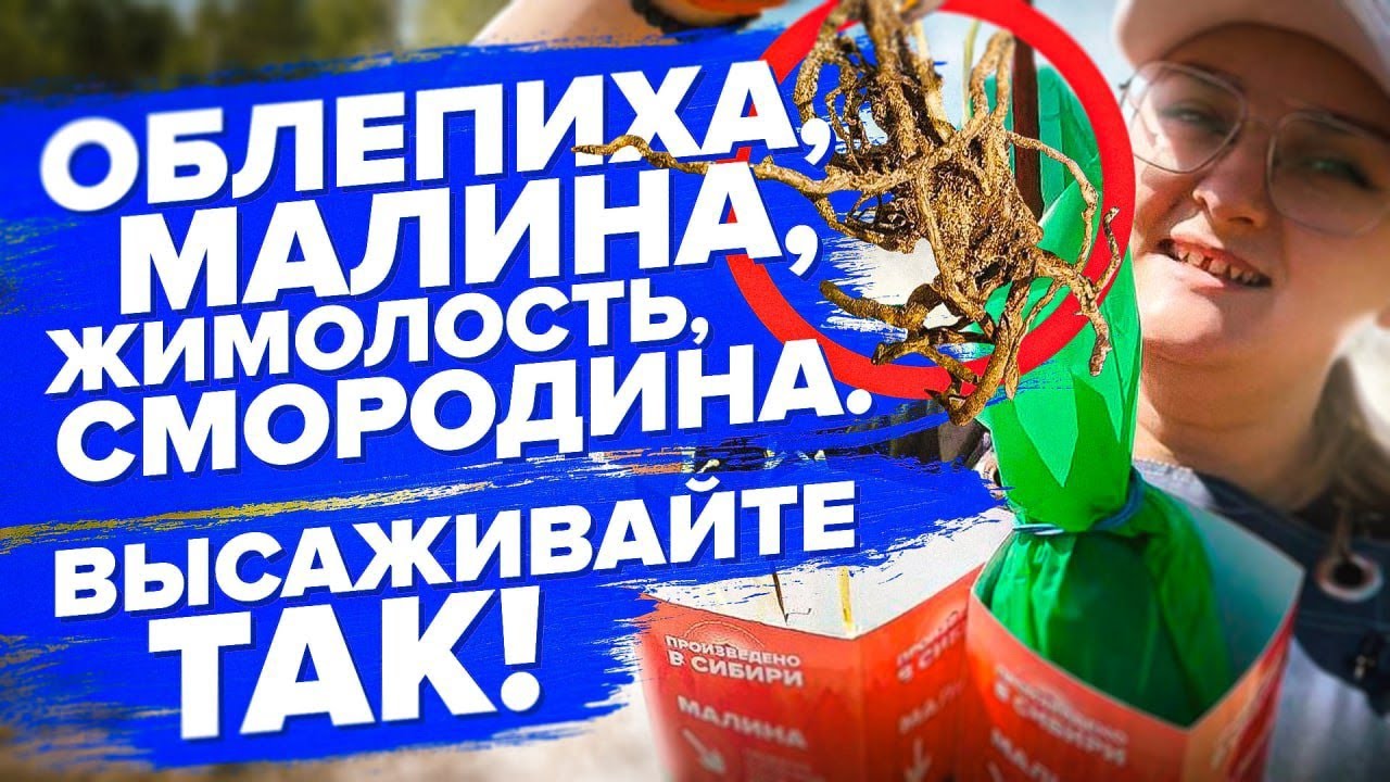 ПОСАДКА ОБЛЕПИХИ, МАЛИНЫ, ЖИМОЛОСТИ, СМОРОДИНЫ ВЕСНОЙ. КАК ПРАВИЛЬНО?