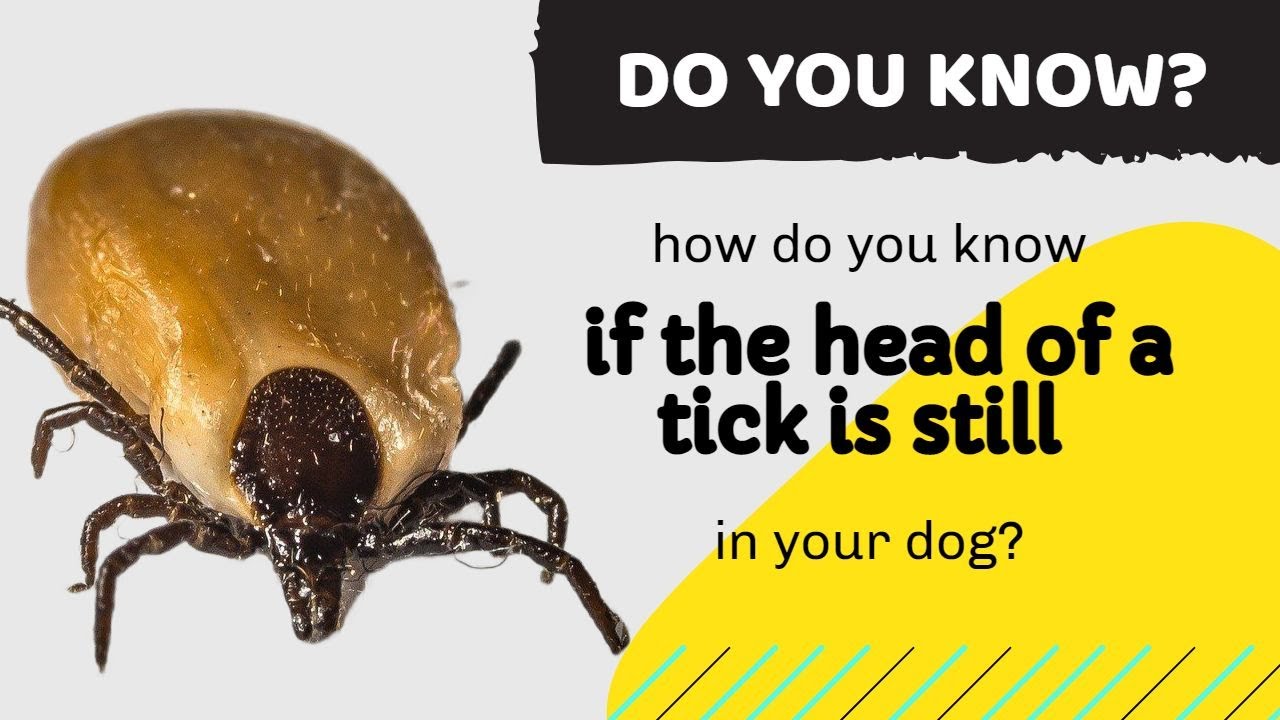 how do you know if the head of a tick is still in your dog? A MUST SEE video for dog lovers