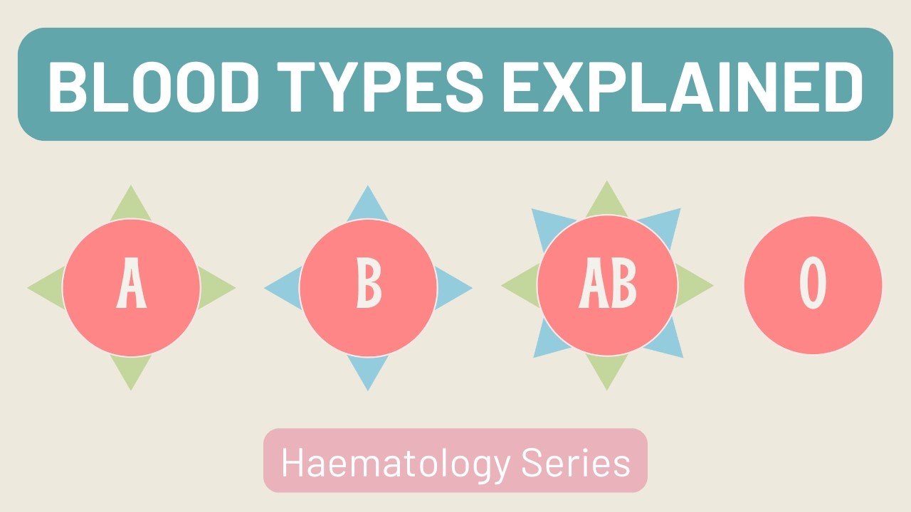 Blood Types | ABO Groups and Rhesus Factor