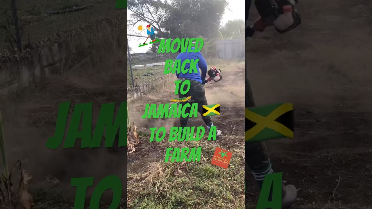 From di office to building a farm in Jamaica 🇯🇲 #lifeinjamaica #farmlife