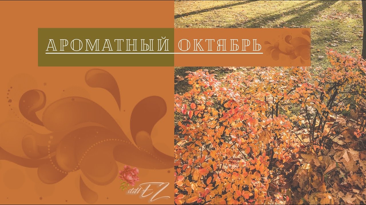 Ароматы месяца | Октябрь ‘20 | Новинки в wish-листе