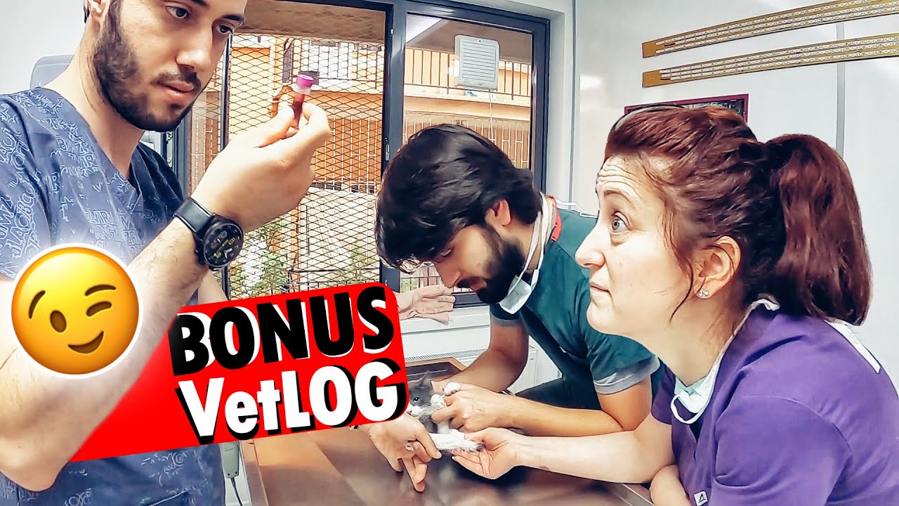 BONUS VLOG 😎 Klinik Halleri - Yavru Kedi Aşılama