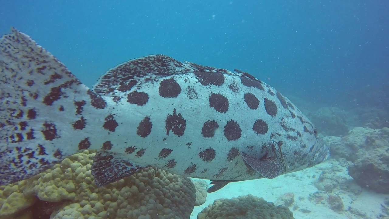 HD Great Barrier Reef - Curious Potato cod