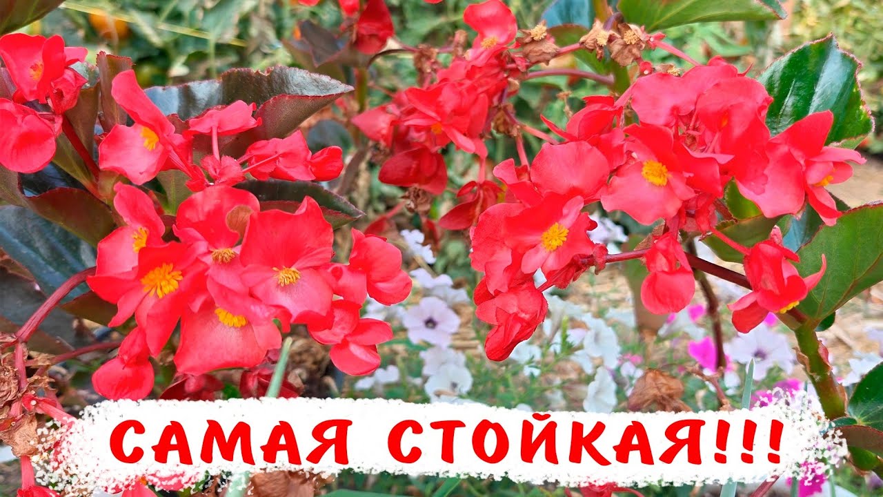 Самый выносливый цветок жаркого лета. Заводим бегонию вечноцветущую
