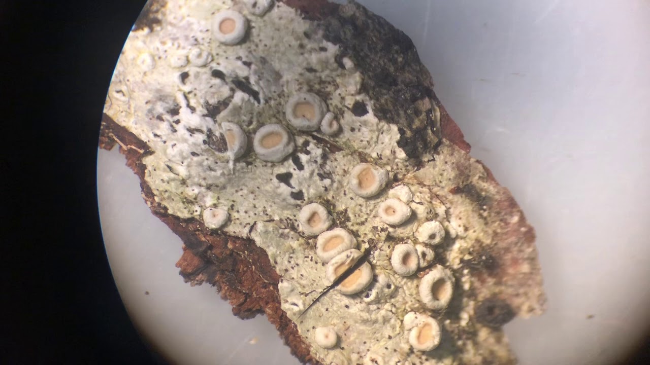 How to make a crustose lichen cross-section