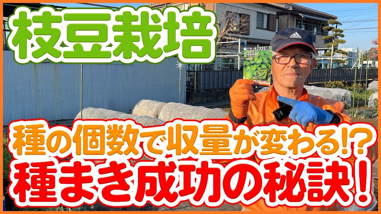 家庭菜園や農園の枝豆栽培は種まきの数で成功率が変わる！？種まきと育苗を成功させる枝豆の育て方を徹底解説！【農園ライフ】