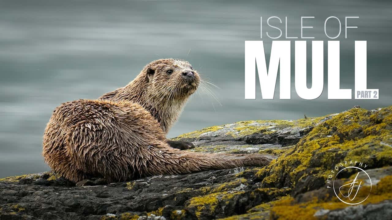 Wildlife Photography on Mull || Eagles & Otters || Part 2 || 4K