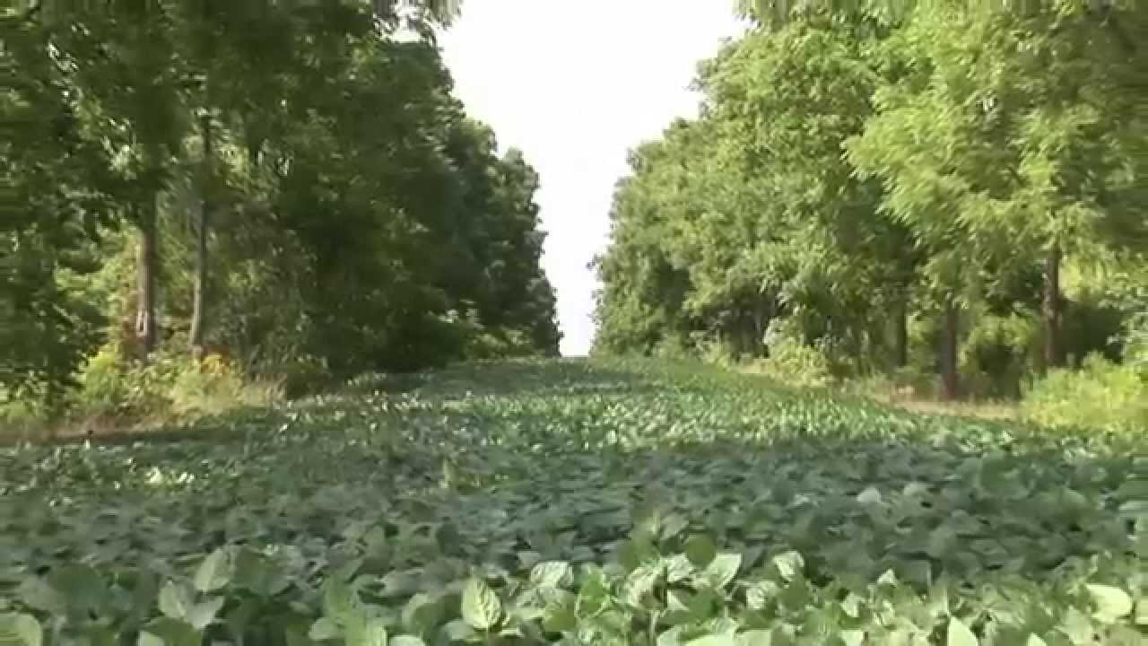 6. Canadian Intercropping Project Research Results video