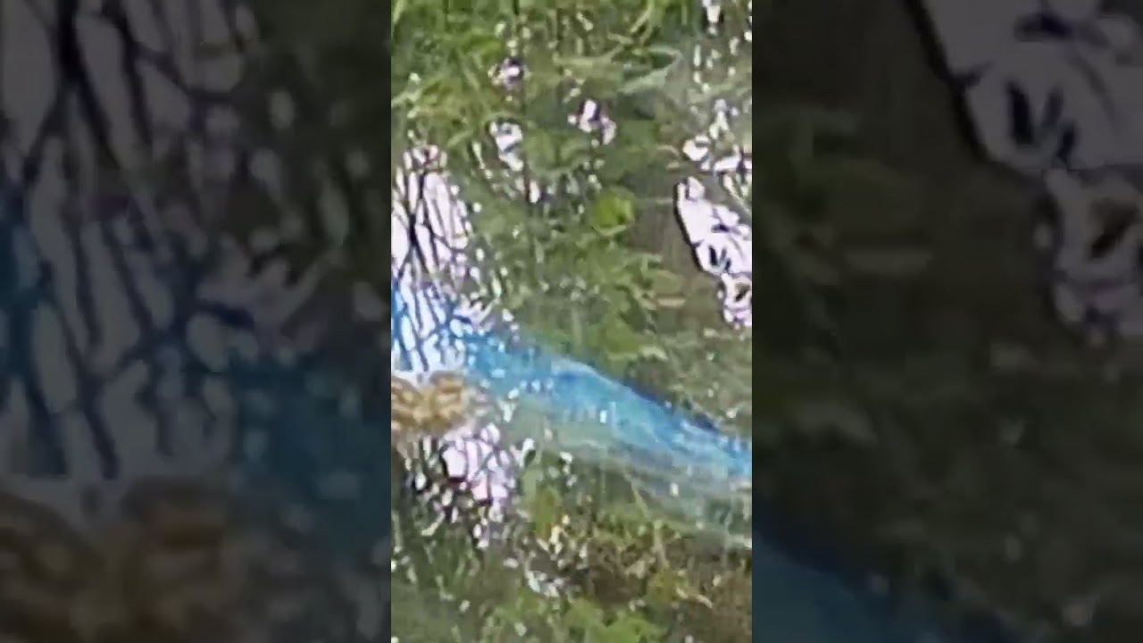 Blue trout