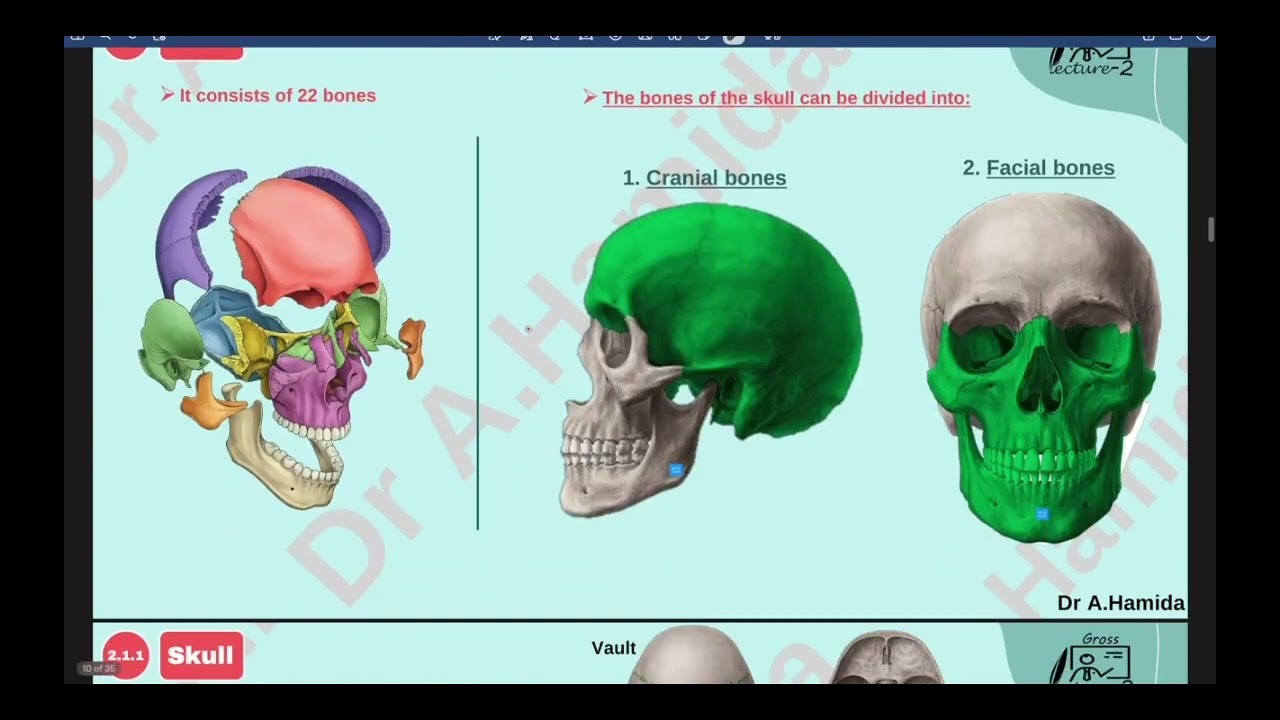 JU Anatomy Lec 2