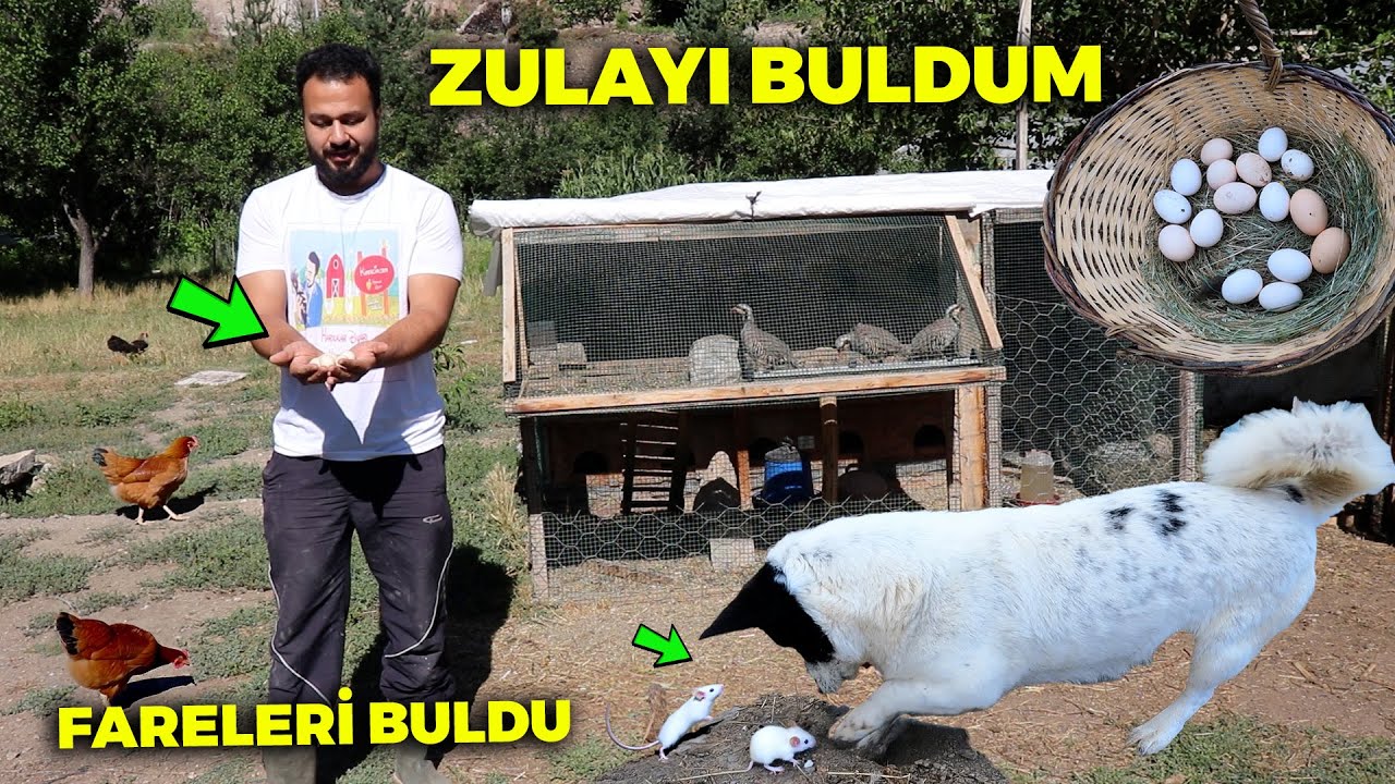 fare yuvasını bakın nerede bulduk ! balık yemeye gittik - Kiliseden hazineyi çıkarıp gitmişler