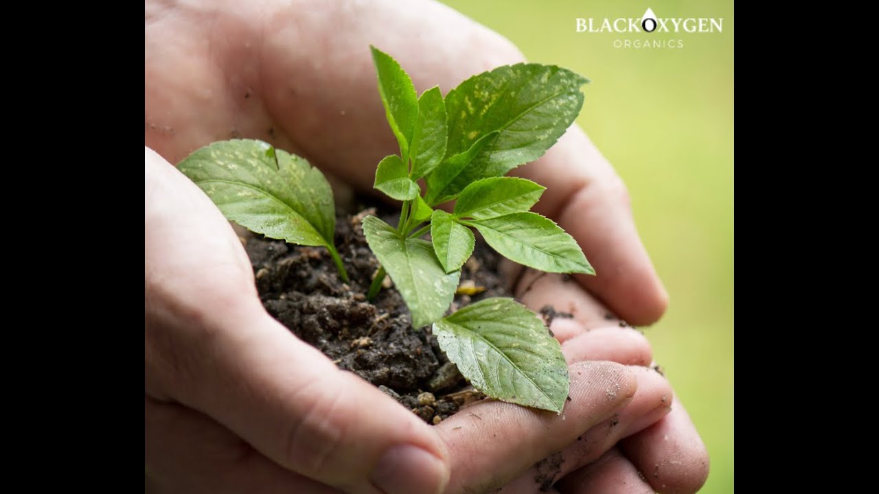 The Magic of Black Oxygen