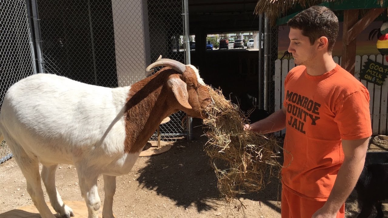 The Prison Inmates Who Run A Zoo