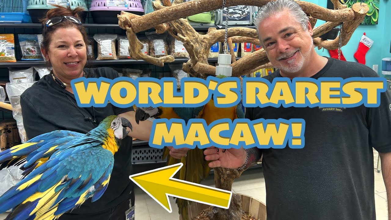 One of the Rarest Macaws Found in Florida-Pied Blue and Gold Macaw
