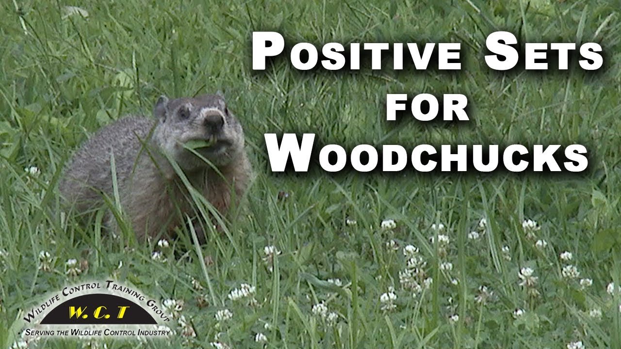 Cage Trapping Woodchucks