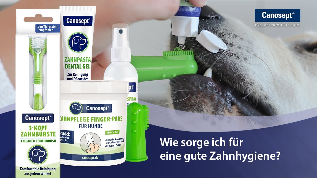 Canosept Zahnhygiene Ratgeber - Wie sorge ich für einen gute Zahnhygiene?