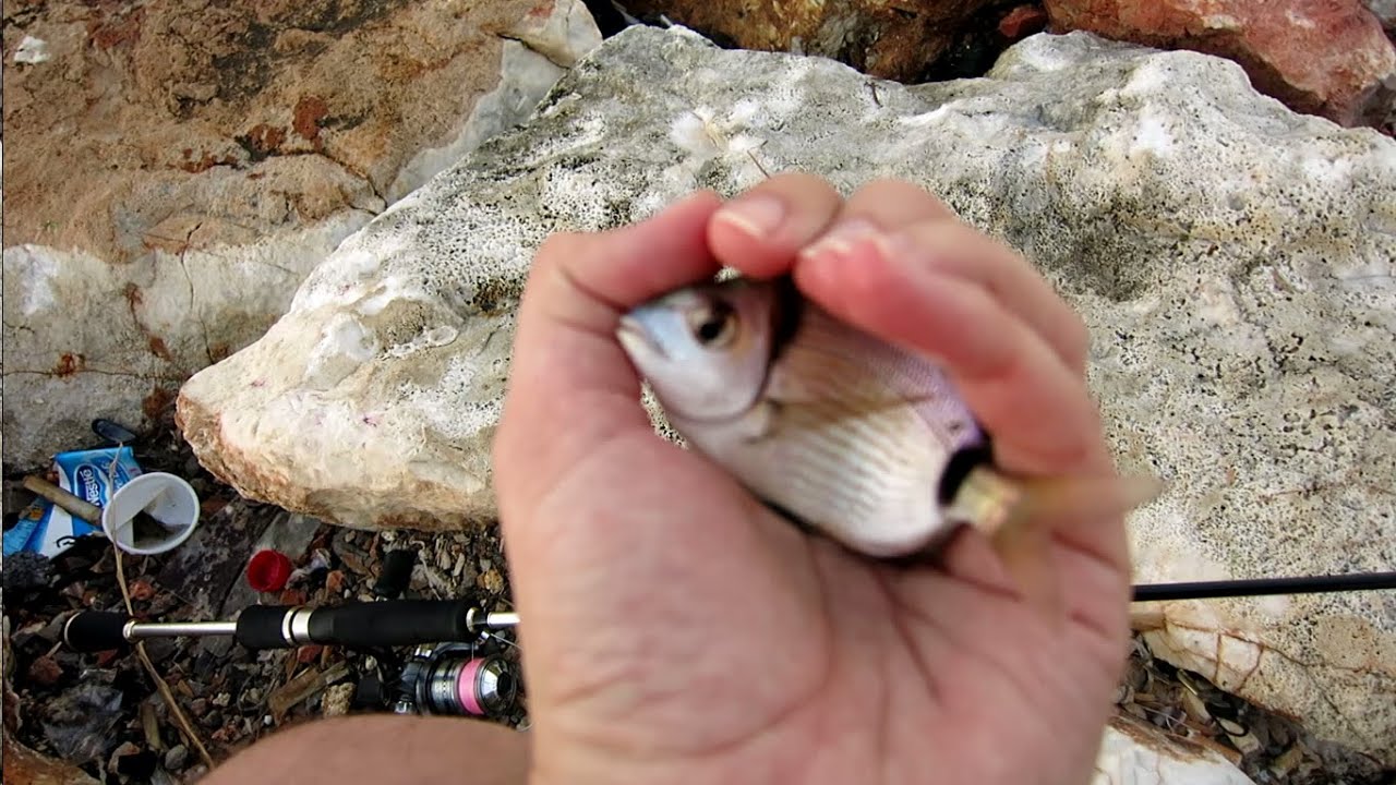 LRF for two banded bream (karagöz) at Sahilevleri İzmir-Turkey