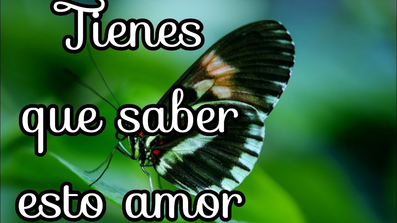 Todo mi amor es tuyo