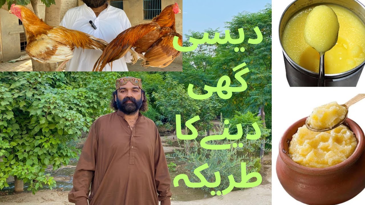 Murghon ko Desi Ghee Denay Kay Best Tariqay