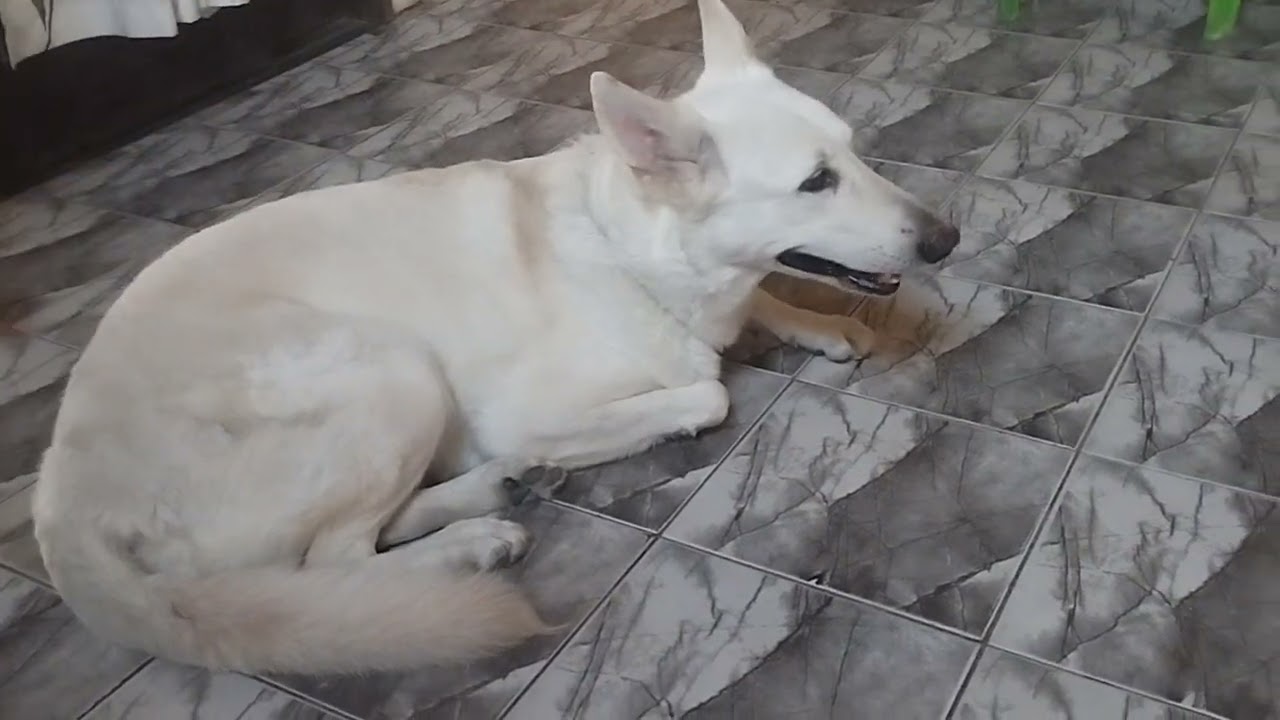 Kira