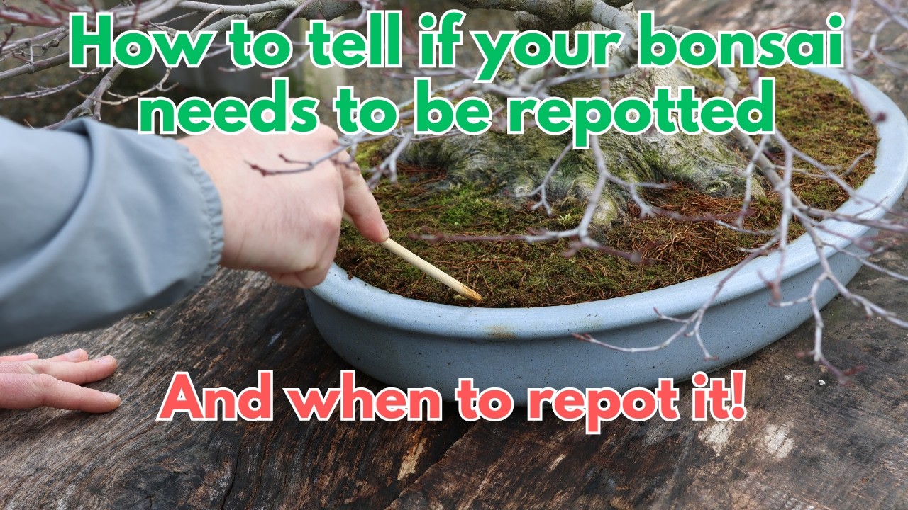How to Tell if Your Bonsai Needs to be Repotted, and When to Repot Deciduous Bonsai