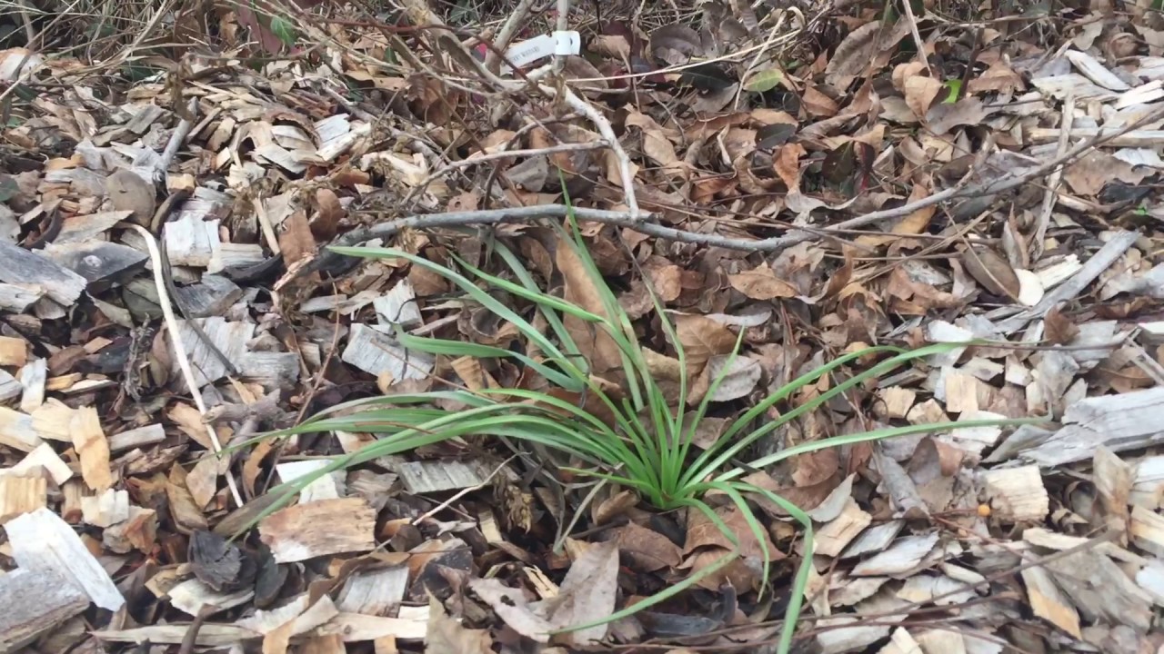 Winter Perennial Lettuce like Greens: Scorzonera