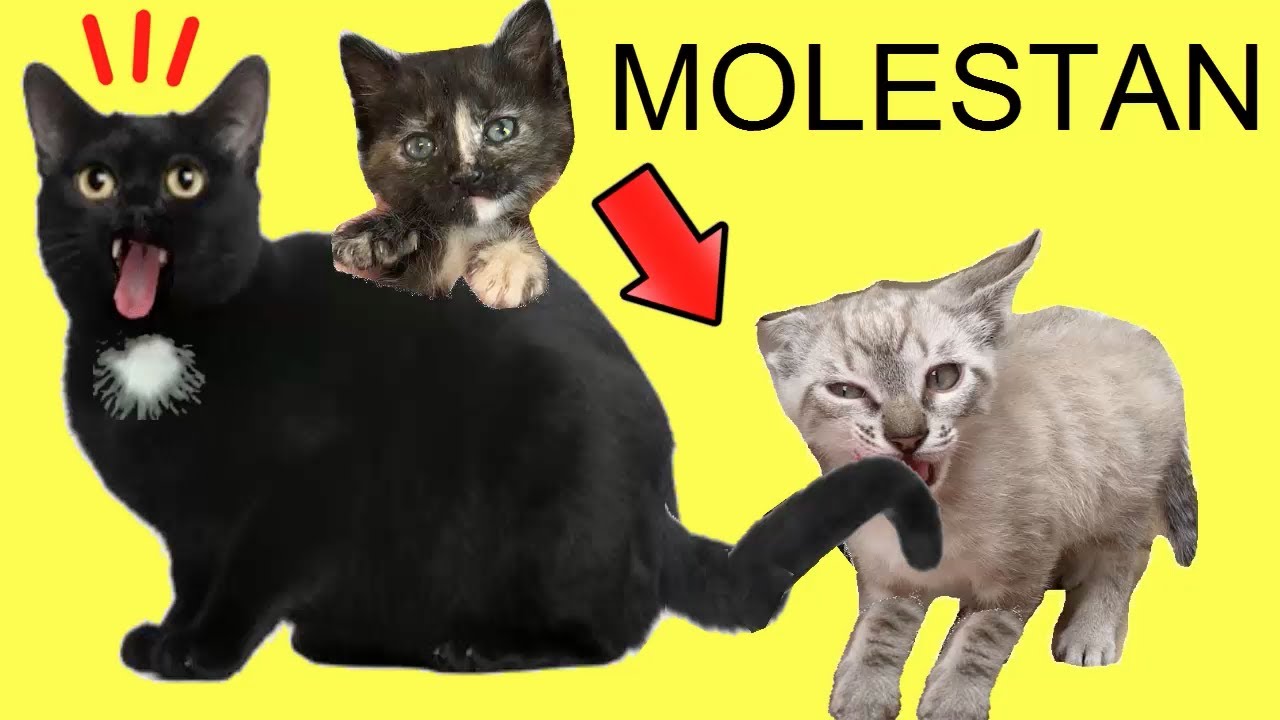 Gatitos molestando a mis gatos Luna y Estrella con bromas divertidas ¿se enfadan mucho?