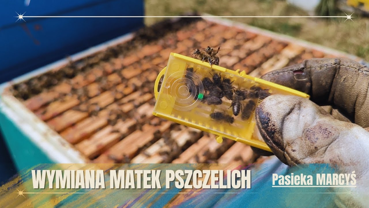 Wymiana matek w rodzinach pszczelich - Ciekawe metody