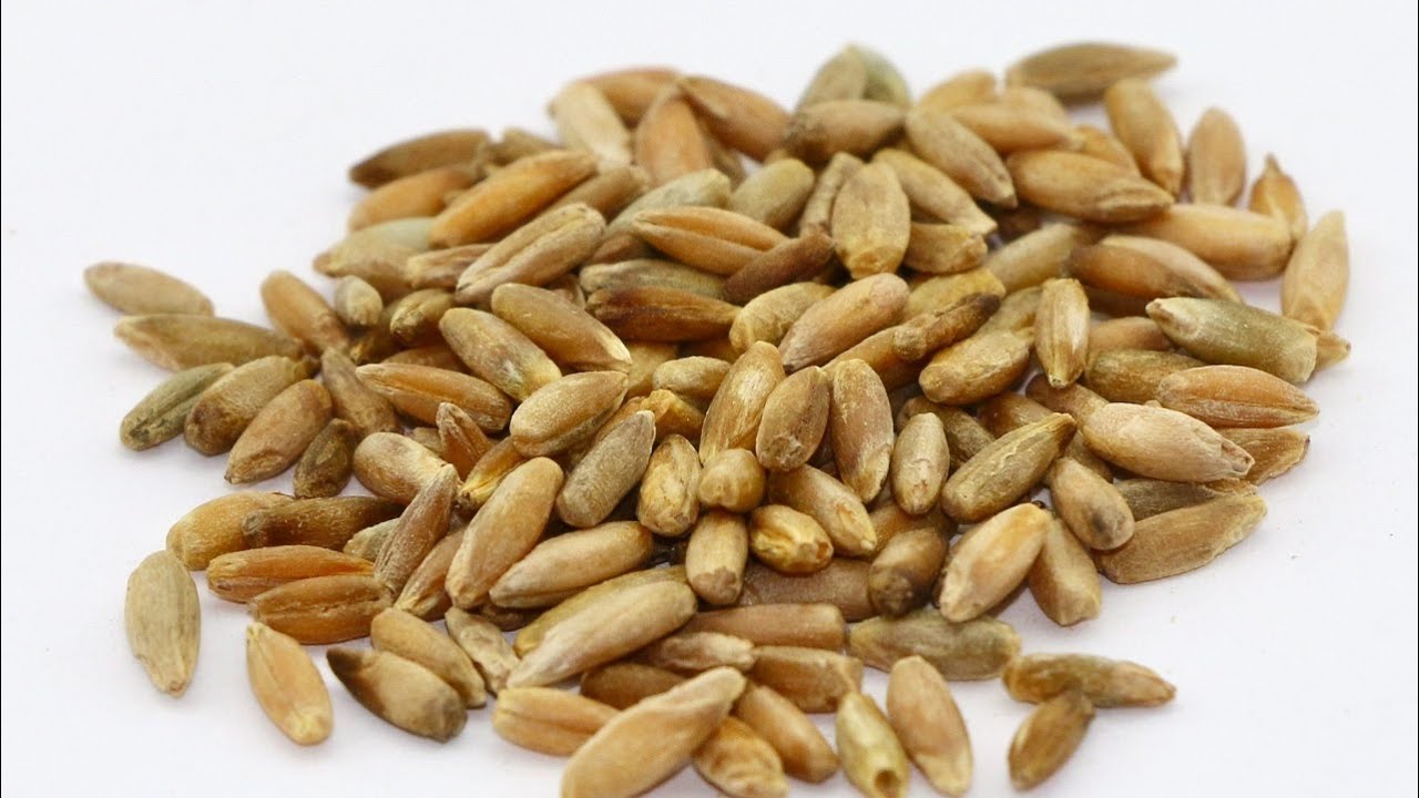 فوائد حبوب الجاودار الصحية والأضرار المحتملة لحبوب الجاودار Rye