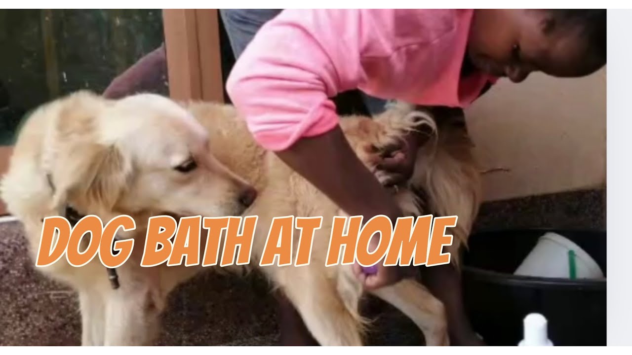 How to Bathe Your Dog at Home Without a Tap | Simple Dog Bath Tips