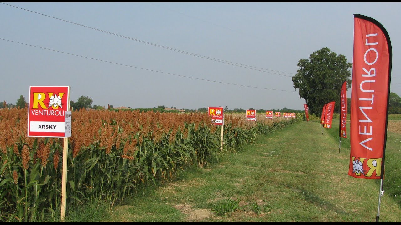 Sorgo Venturoli, il cereale del domani