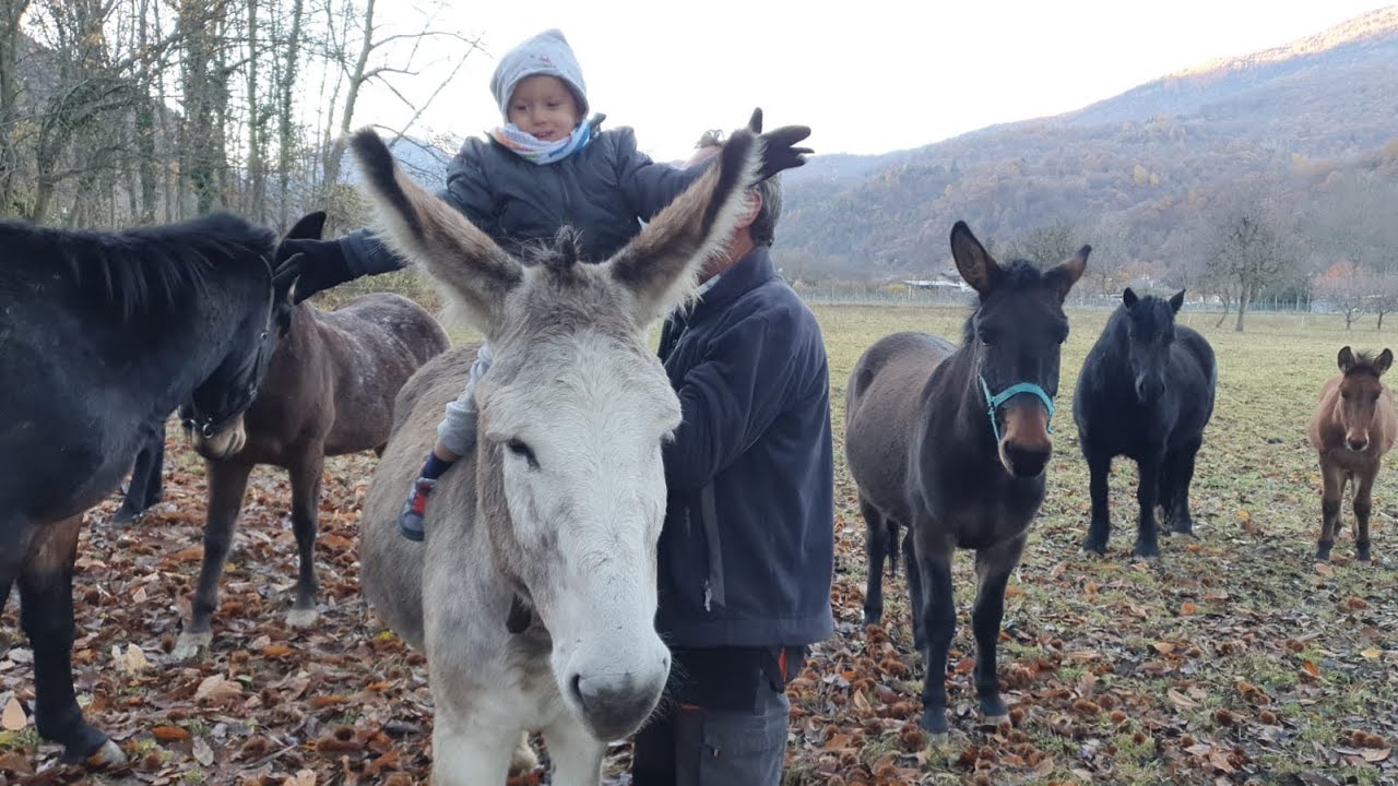 Transumanza di muli cavalli e asino aspettando la neve