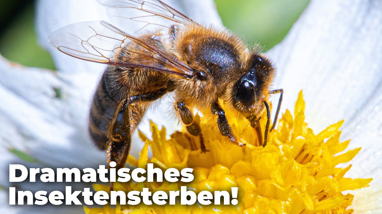 Metastudie: Auch weltweit gibt es immer weniger Insekten! - Clixoom nature