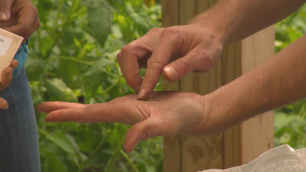 How to Start Vegetable Seeds