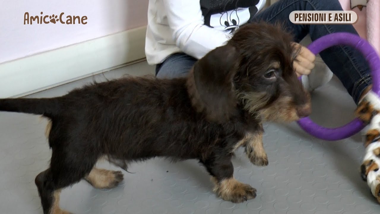 Pensioni e asili per cani- Amico cane