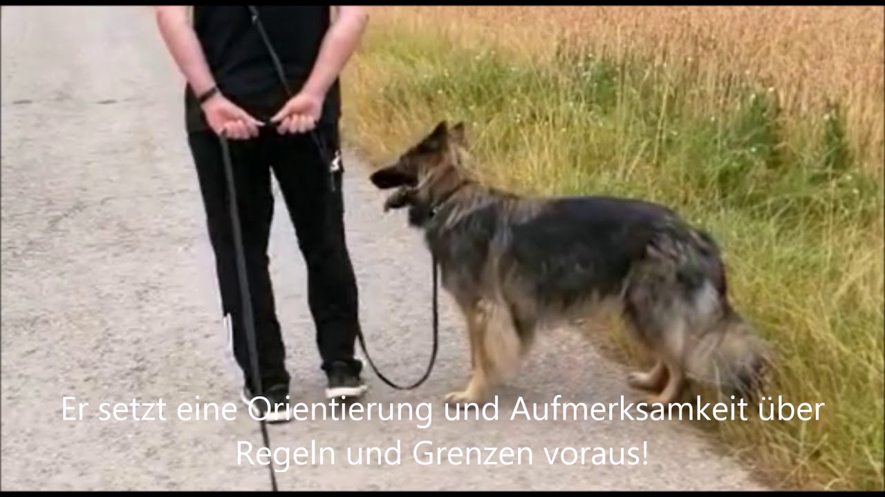 Felina 3,5 Jahre - Aufregung, Stress und Frust im Alltag
