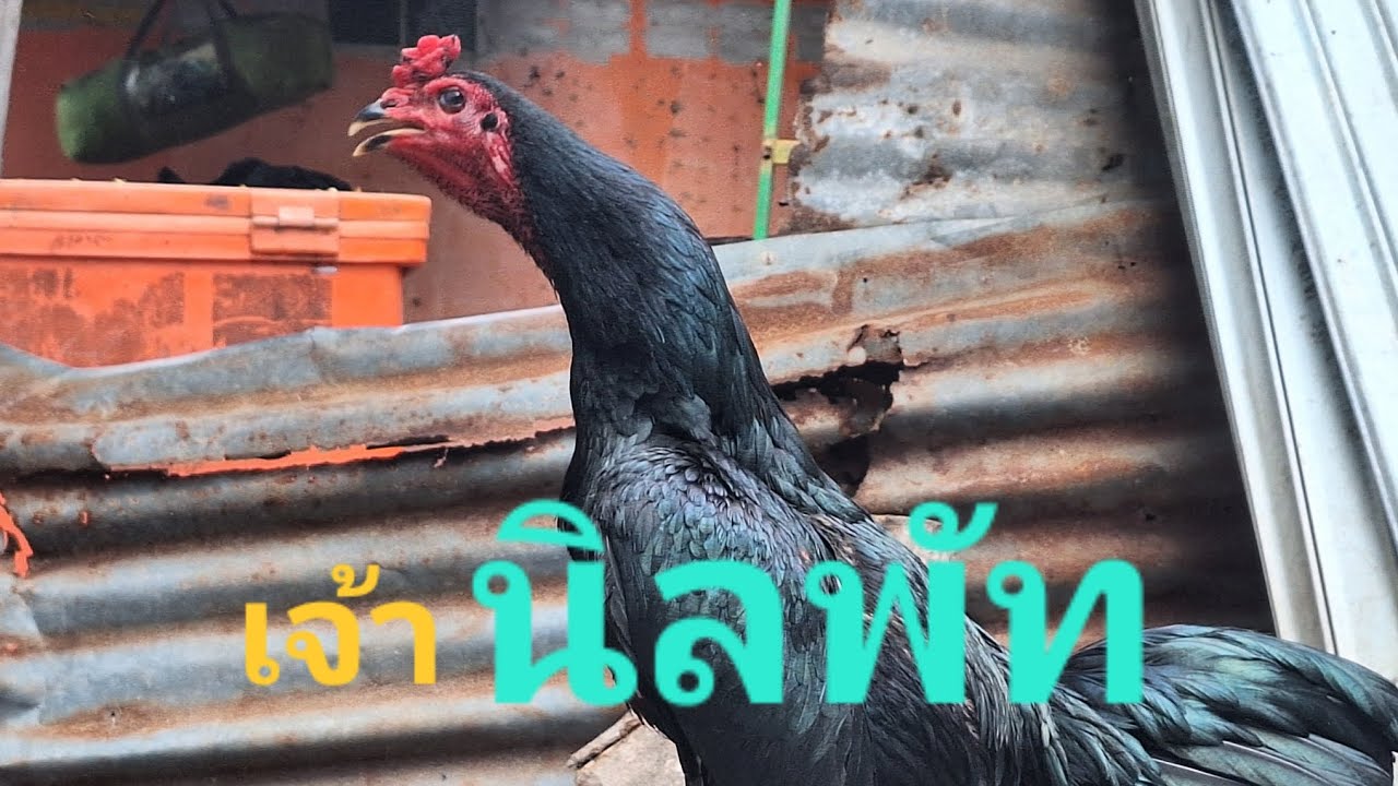 พัฒนาไก่พม่าสายบุก สายลุย!!!