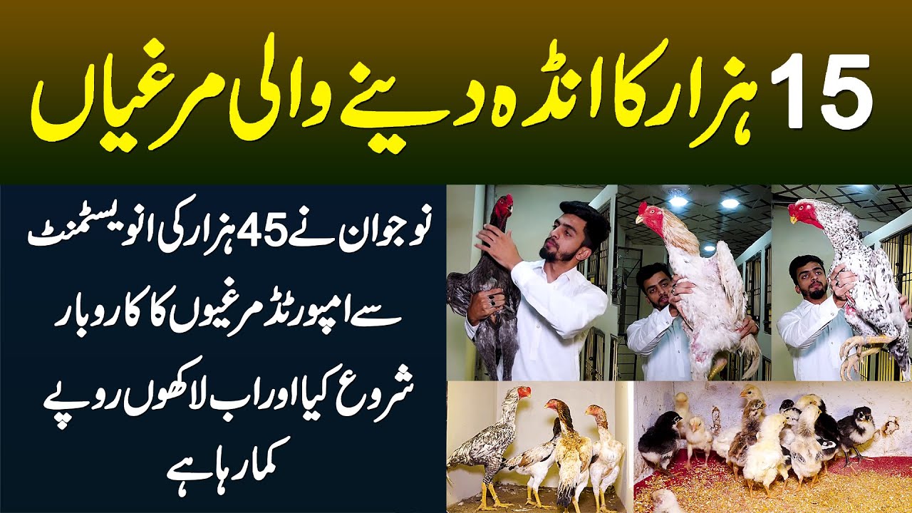 15 Hazar Ka Anda Dene Wali Murghian - 45000 Ki Investment Se Imported Hen Ka Business, Lakhon Profit