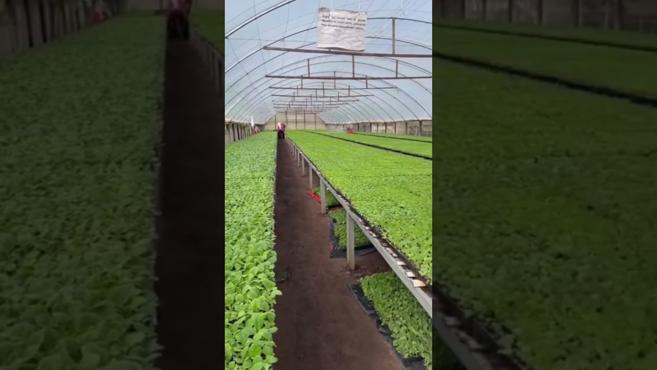 Have you ever seen a Tobacco Farm?