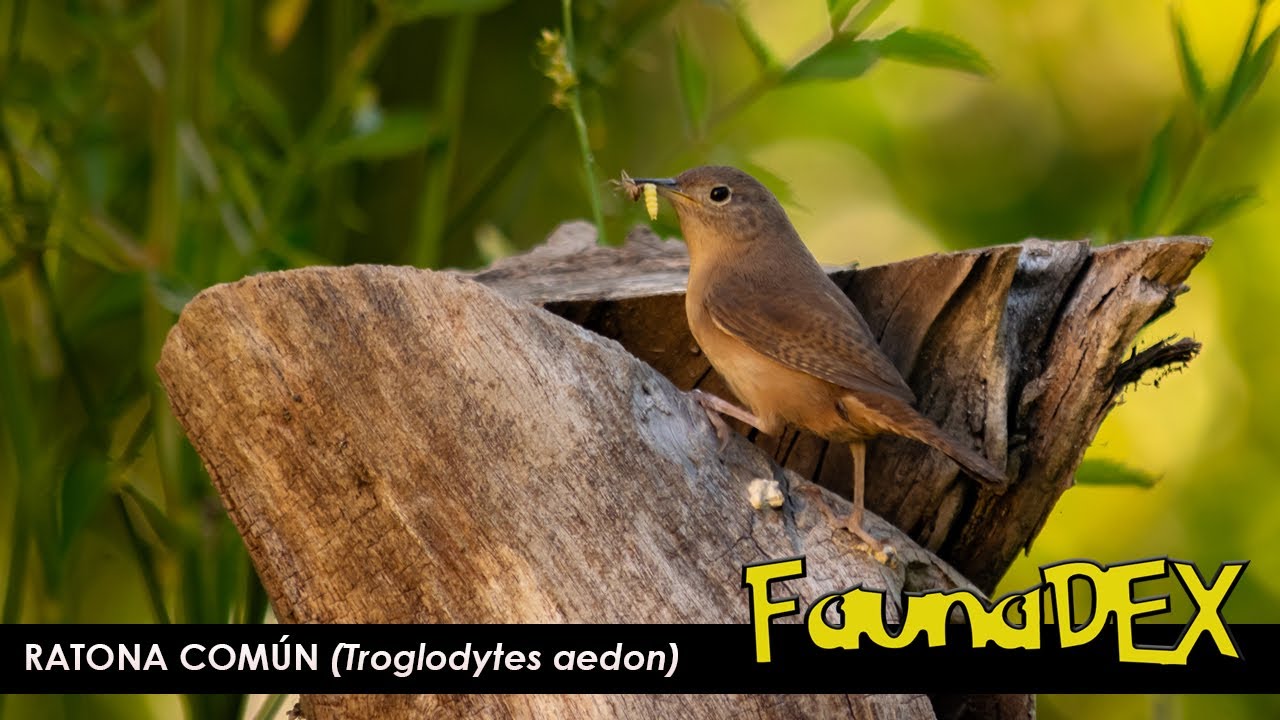 RATONA COM&Uacute;N (Troglodytes aedon) - FAUNADEX #3