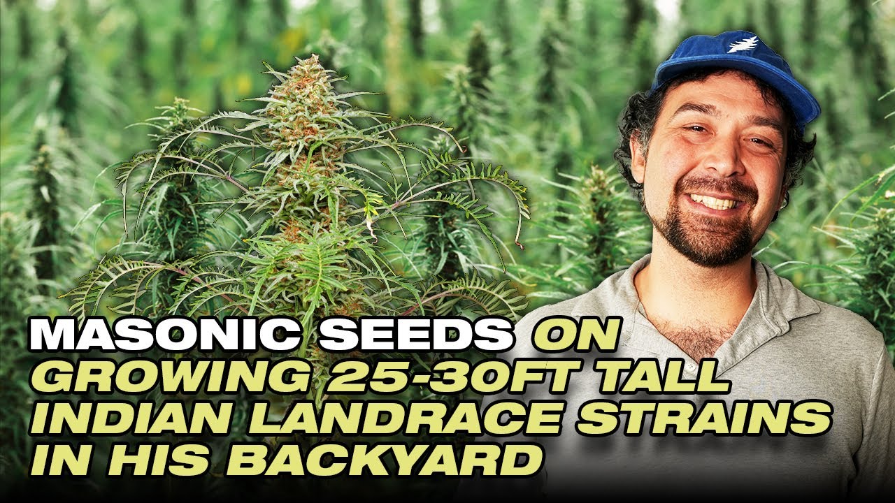 25ft Tall Cannabis Grown from Rare Himalayan Seeds - Masonic Seeds