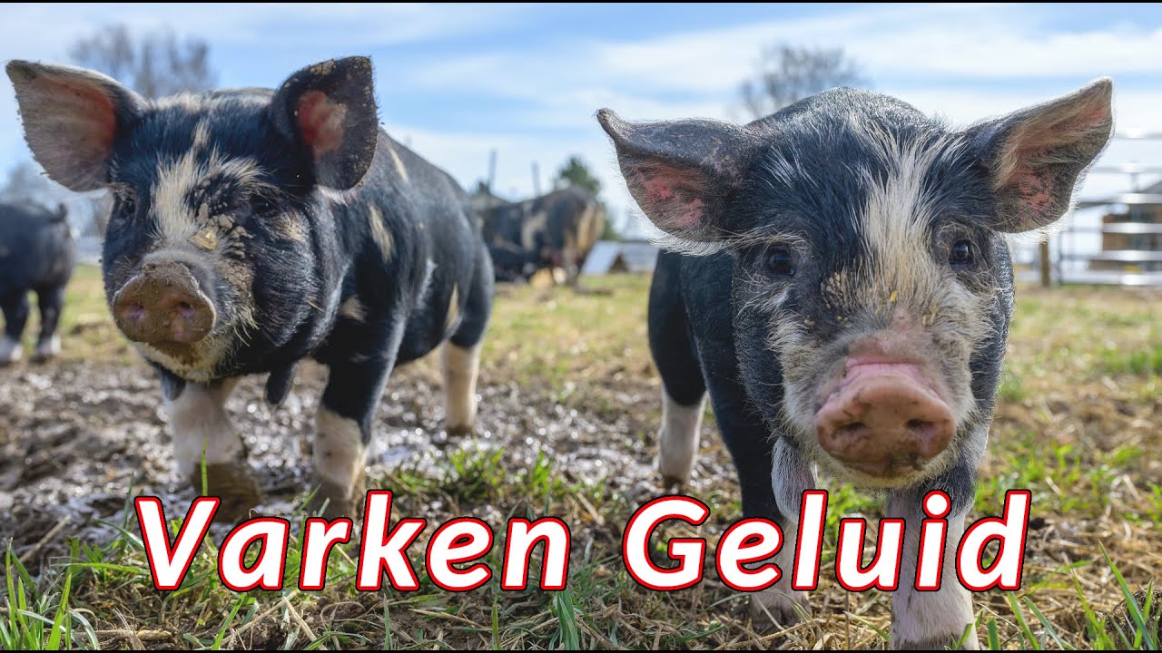 Varken Geluid - geluiden die een varken maakt