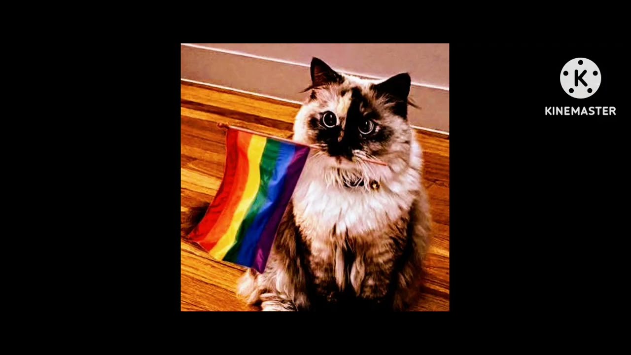 ✨gay playlist✨ a playlist for the gayest of gays