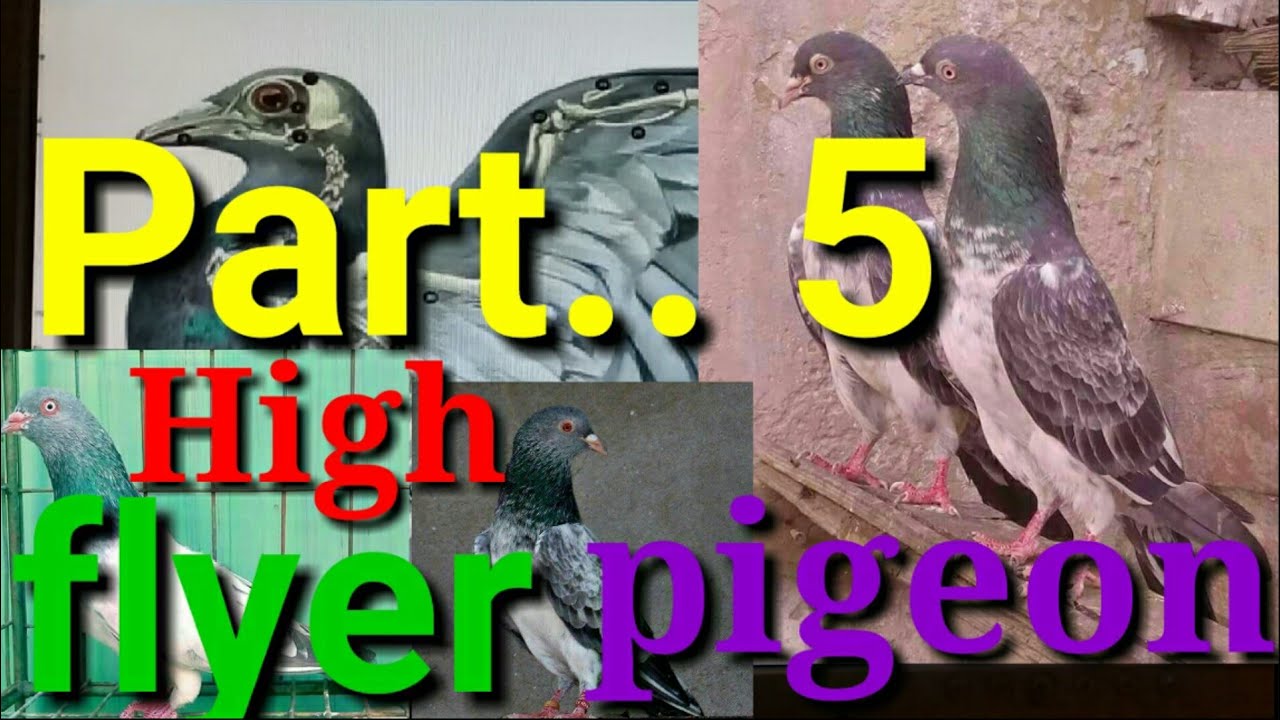 High flyer pigeon. Ache Nasal ke kabutar ki pehchan kaise kre.part.5