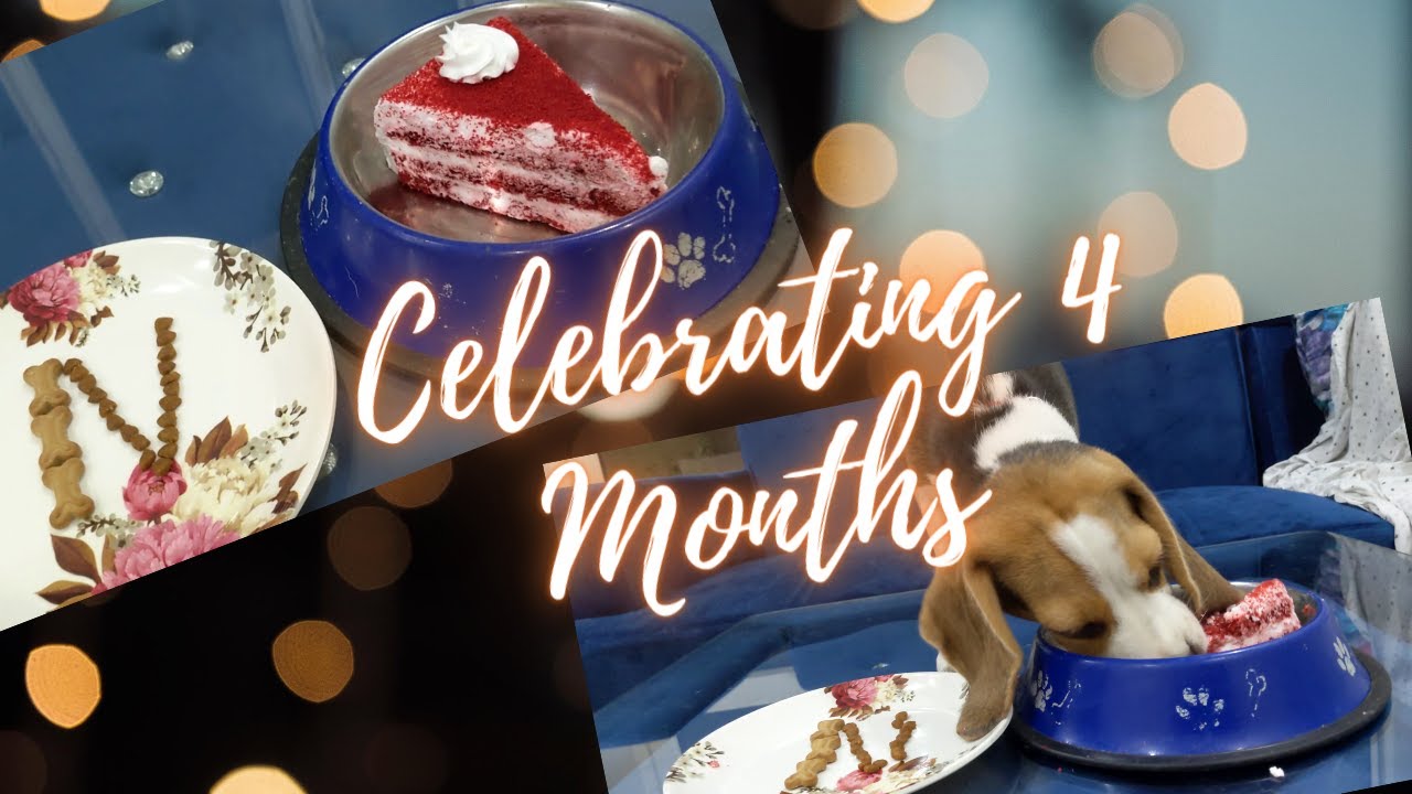 Celebrating 4 Months | Muffin | TheBeagleMuffin 🤩 *Excited*